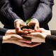 Hands Holding a Budding Plant